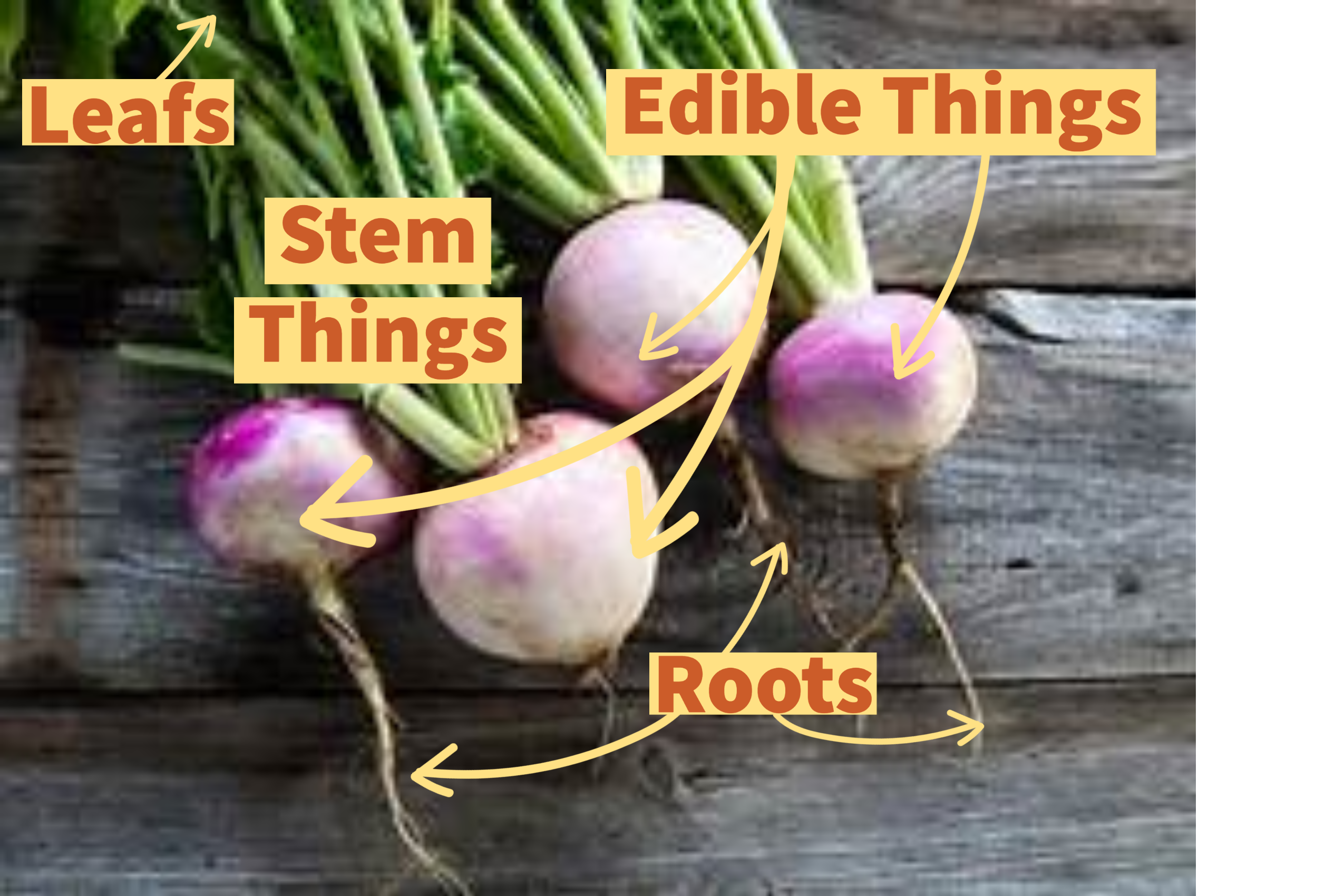 Parts Of A Turnip